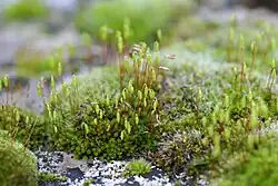 Bryum capillare