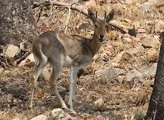 Chango-da-montanha no Parque Nacional Borakalalo, na África do Sul