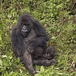 Um gorila da montanha preto, sentado em meio ao mato com seu filhote no colo.