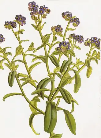 Myosotis azorica
