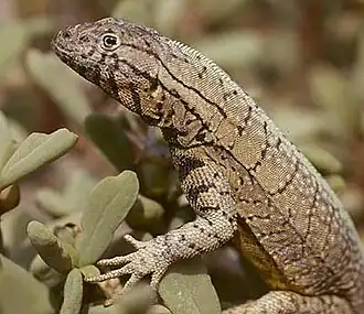 Microlophus peruvianus