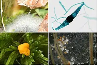 A diversidade morfológica dos Mucoromyceta.