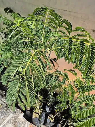 Muda de timboúva (do tupi *timbo'yba), Enterolobium contortisiliquum