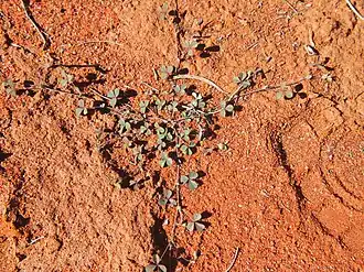 Muelleranthus stipularis