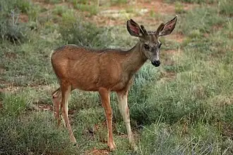 Veado-mula (Odocoileus hemionus)
