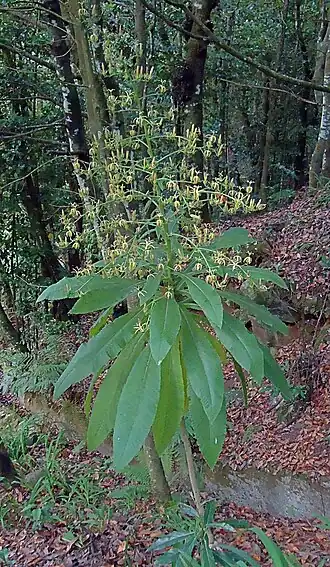Musschia wollastonii em floração no Ribeiro Frio, Ilha da Madeira