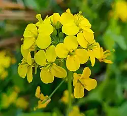 Flor de mostarda vista de perto