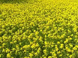 Mostardas em Bangladesh