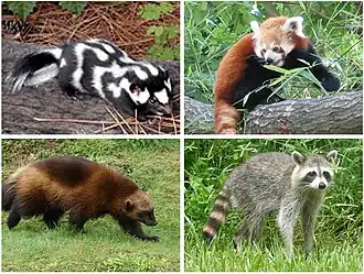 Mephitidae, Ailuridae, Mustelidae e Procyonidae