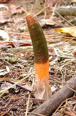 Espécime da Flórida, EUA