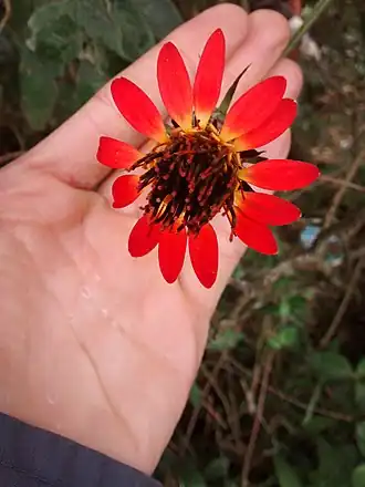 Vista frontal da flor de M. coccinea