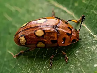 Mycotretus sexoculatus