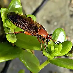 Mosca da família Mydidaeː espécie Mydas maculiventris,[1] fotografada em Palm Beach na Flórida, Estados Unidos.