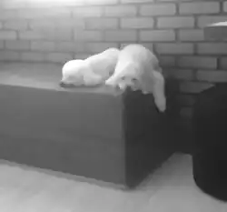 Figura 15. Resultado da suavização com filtro de média de 15 pixels. Fonte: Próprio autor