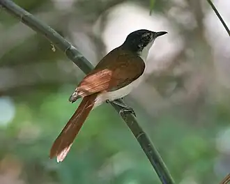 Fotografia da fêmea de Myiagra alecto.