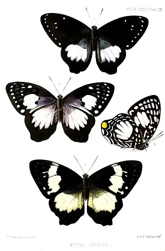 Ilustrações de 1863 com Prothoe australis, subespécies hewitsoni (1 e 4, vista superior) e mulderi (2 e 3, em vista superior e inferior); retiradas de Proceedings of the Zoological Society of London (vol. 1862, plate IX). Sua grande diversidade genética a fez ser classificada como várias espécies dentro do gênero Prothoe.[1]