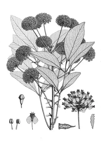 Myodocarpus pinnatus (ilustração).