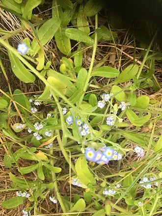 Myosotis maritima em flor (Ponta do Queimado, Serreta, Açores).