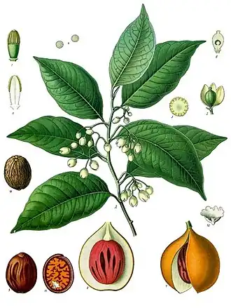 Myristica fragrans.
