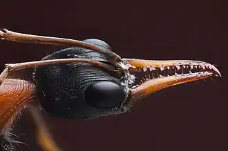 Detalhe da cabeça de Myrmecia nigrocincta em close-up