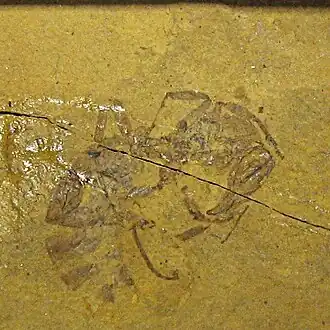 Myrmeciites Incertae sedis SR 05-03-01