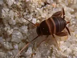 O grilo Myrmecophilus acervorum é um mirmecófilo, assemelhando-se a seus hospedeiros formigas por tato, ou talvez por feromônios, mas não visualmente.