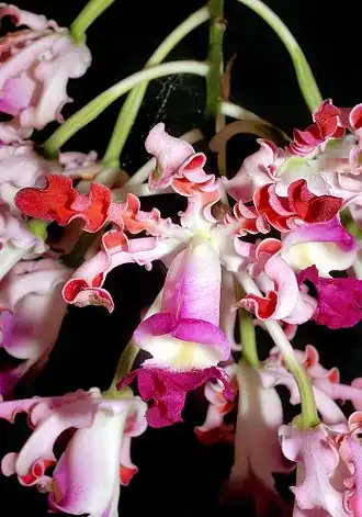 Myrmecophila tibicinis