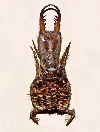 Larva de um Distoleon tetragrammicus