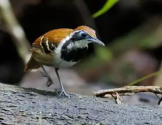 Formigueiro-ferrugem hembra en Presidente Figueiredo, Amazonas, Brasil.