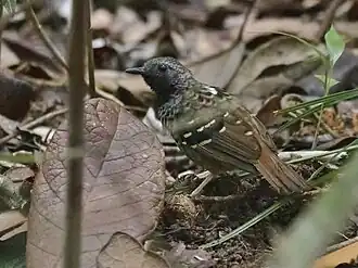 Formigueiro-de-cauda-ruiva encontrado em Jaqueira, Pernambuco.