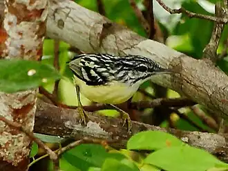 Choquinha-miúda em Manaus
