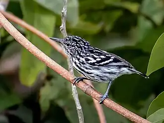Choquinha-de-peito-riscado macho no Parque Nacional de Anavilhanas, Novo Airão, estado de Amazonas, Brasil
