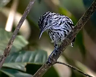 Choquinha-do-tapajós macho no arquipélago de Anavilhanas, Novo Airão, estado de Amazonas, Brasil.