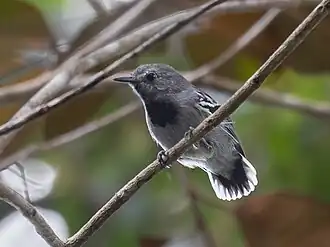 Macho de choquinha-de-rabo-cintado en el Parque Nacional do Pau-brasil, Porto Seguro, Bahia, Brasil