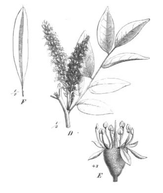 Myrocarpus frondosus'