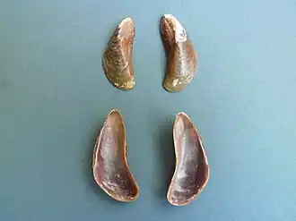 Valvas separadas de duas conchas de M. strigata, sem o animal; espécimes em vista superior (acima) e inferior (abaixo); coletados nas Dependências Federais da Venezuela, norte da América do Sul.