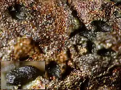 Mytilinidion tortile