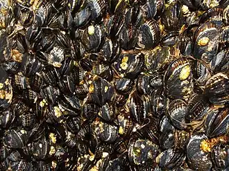 Conchas de Mytilus californianus.