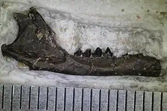 Mandíbula inferior de ‘’ Peramus tenuirostris