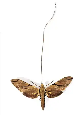 Fotografia de X. praedicta, vista superior, com sua probóscide esticada.