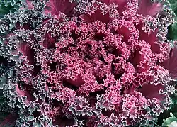 Exemplo de um fractal natural