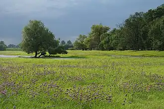 Horizonte de Bleyen-Genschmar