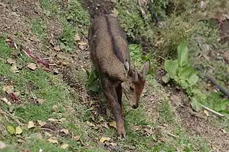 Goral-do-himalaia adulto