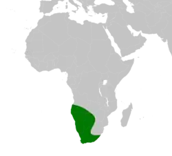 Distribuição aproximada de Naja nigricincta na África