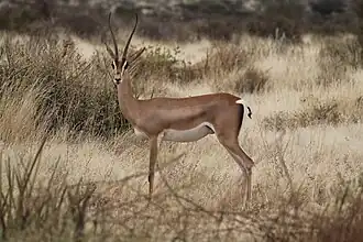 Gazela-de-bright no Quênia