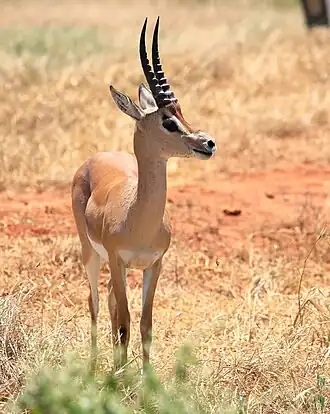 Gazela-de-peters no Quênia