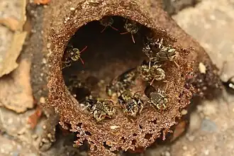 Entrada de colméia de Irai