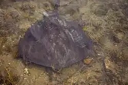 Na Austrália e Nova Zelândia, B. brevicaudata é comum em águas costeiras rasas.