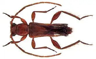 Nathrius brevipennis