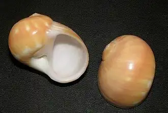 Duas conchas de Natica stellata Hedley, 1913;[2] espécimes provenientes de Cebu, Filipinas; uma espécie do oeste do oceano Pacífico.[3] Pertence à subfamília Naticinae.[2]